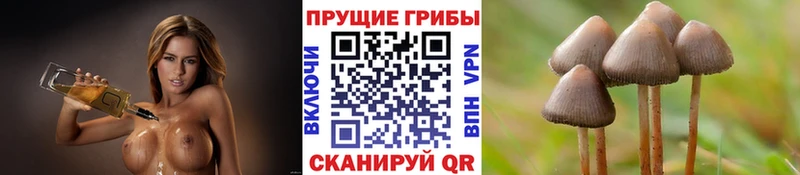 Галлюциногенные грибы MAGIC MUSHROOMS  Купить  Тогучин 